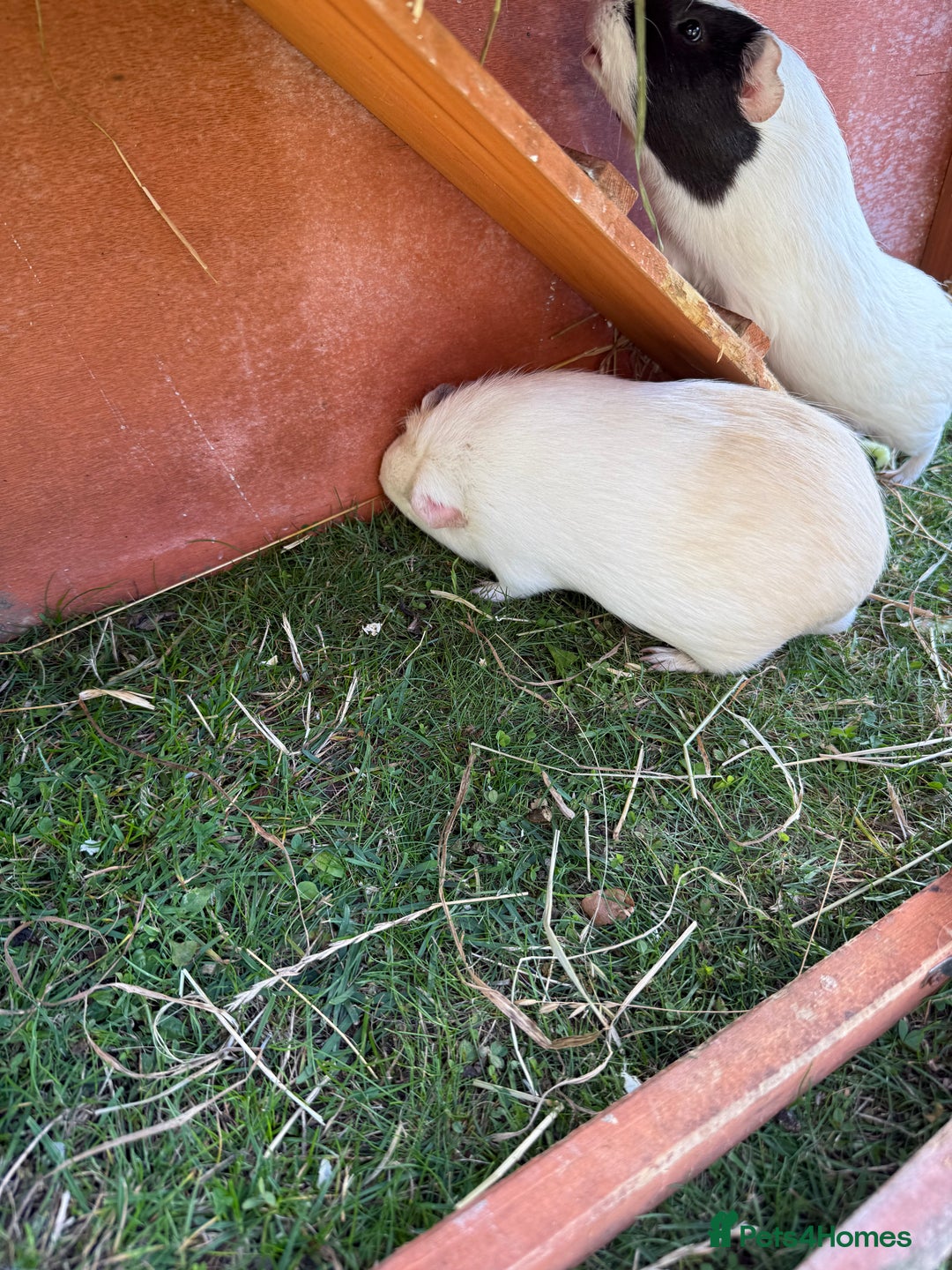 Guinea Pig rodents for sale: Two male guinea pigs  - Image 2