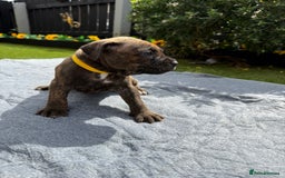 Mixed Breed dogs for sale: 6 gawjus puppy’s   - Image 11