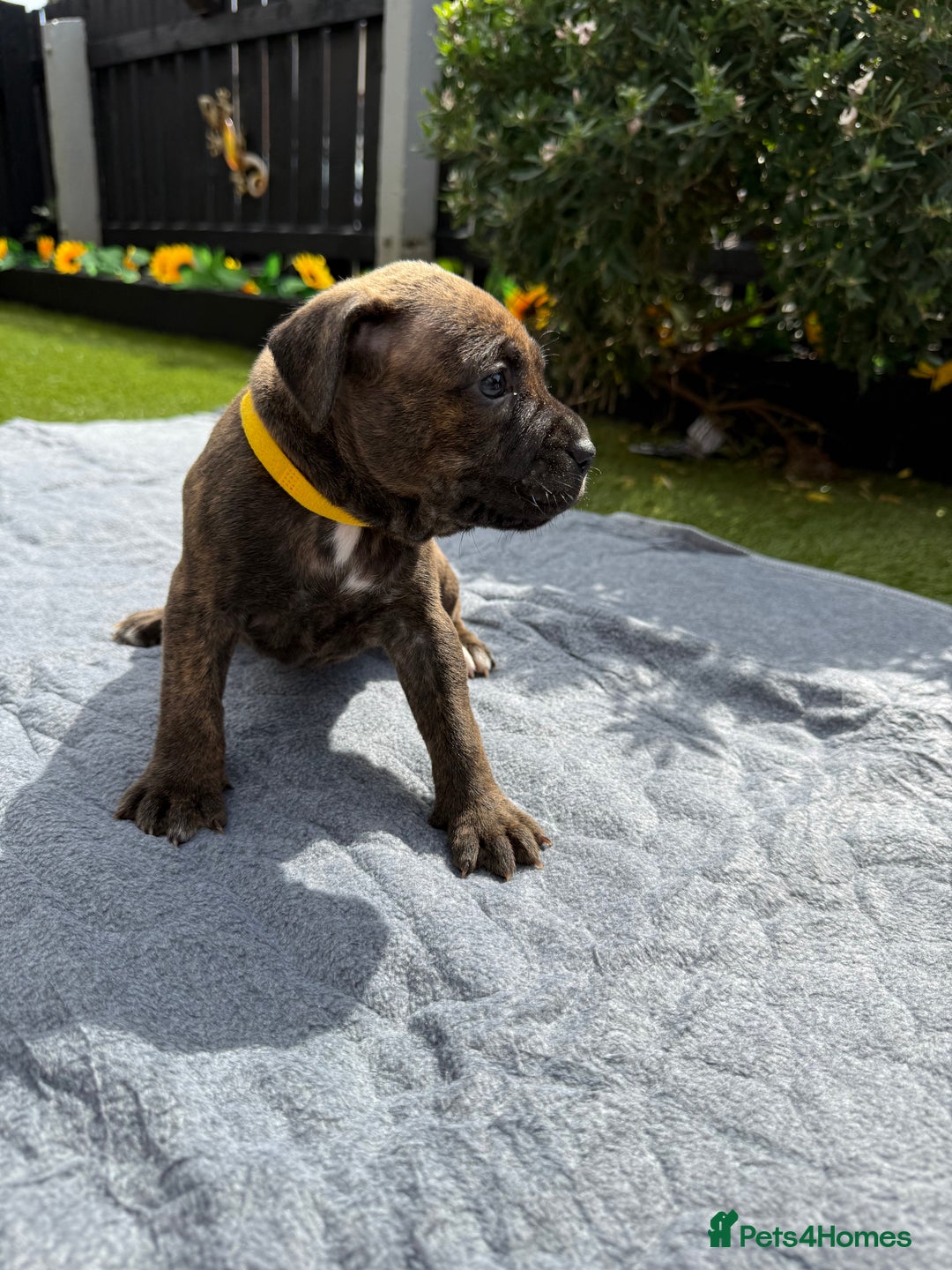 Mixed Breed dogs for sale: 6 gawjus puppy’s   - Image 11
