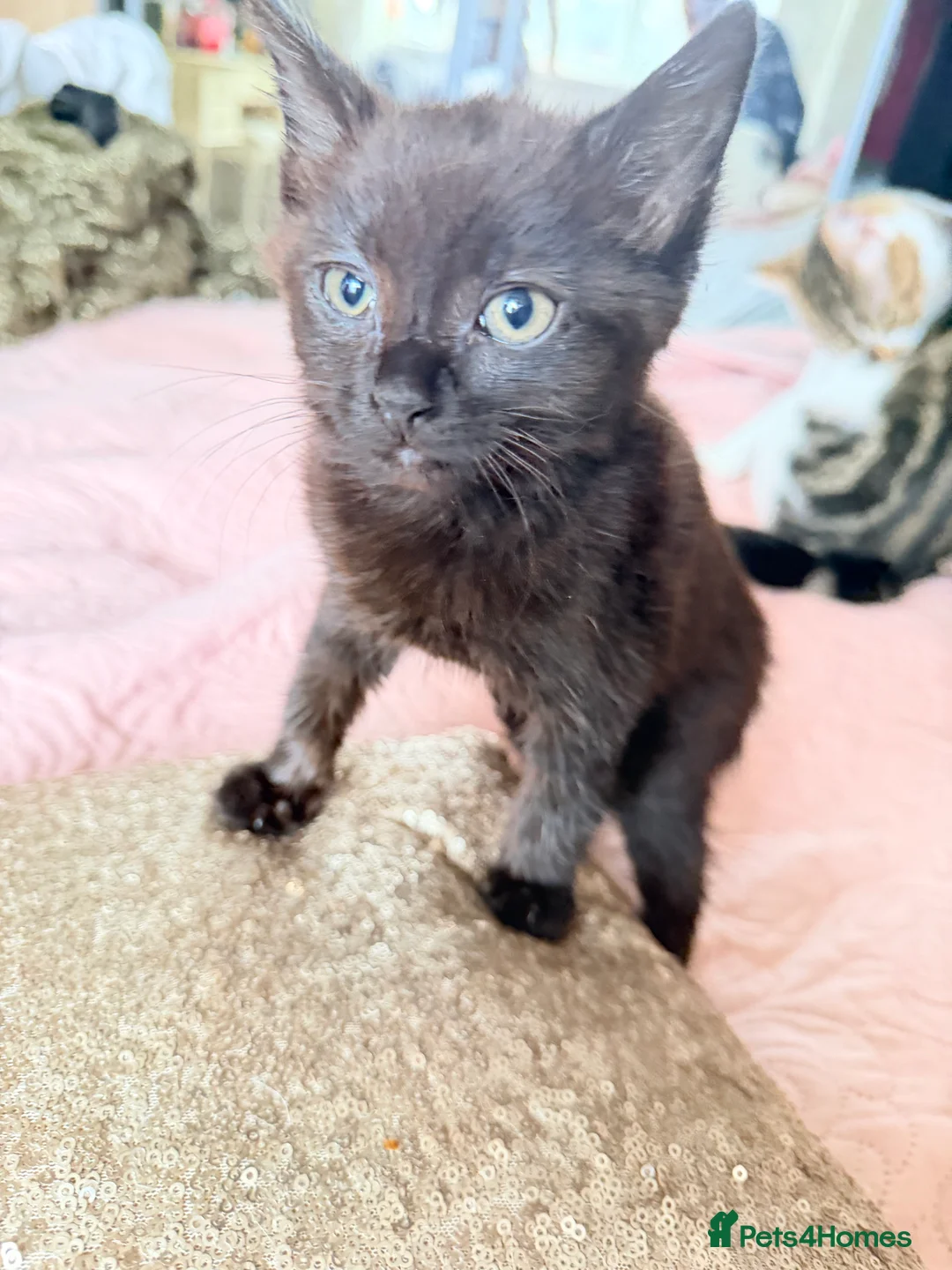 British Shorthair cats for sale: Purr-fect  **  Kittens Ready for new home - Advert 29