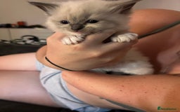 Ragdoll cats for sale: Rag doll kittens for sale 2 boys 1 girl  - Image 7