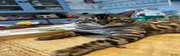Bengal cats for sale: Stunning Purebred Bengal Kittens in Norwich - Advert 12