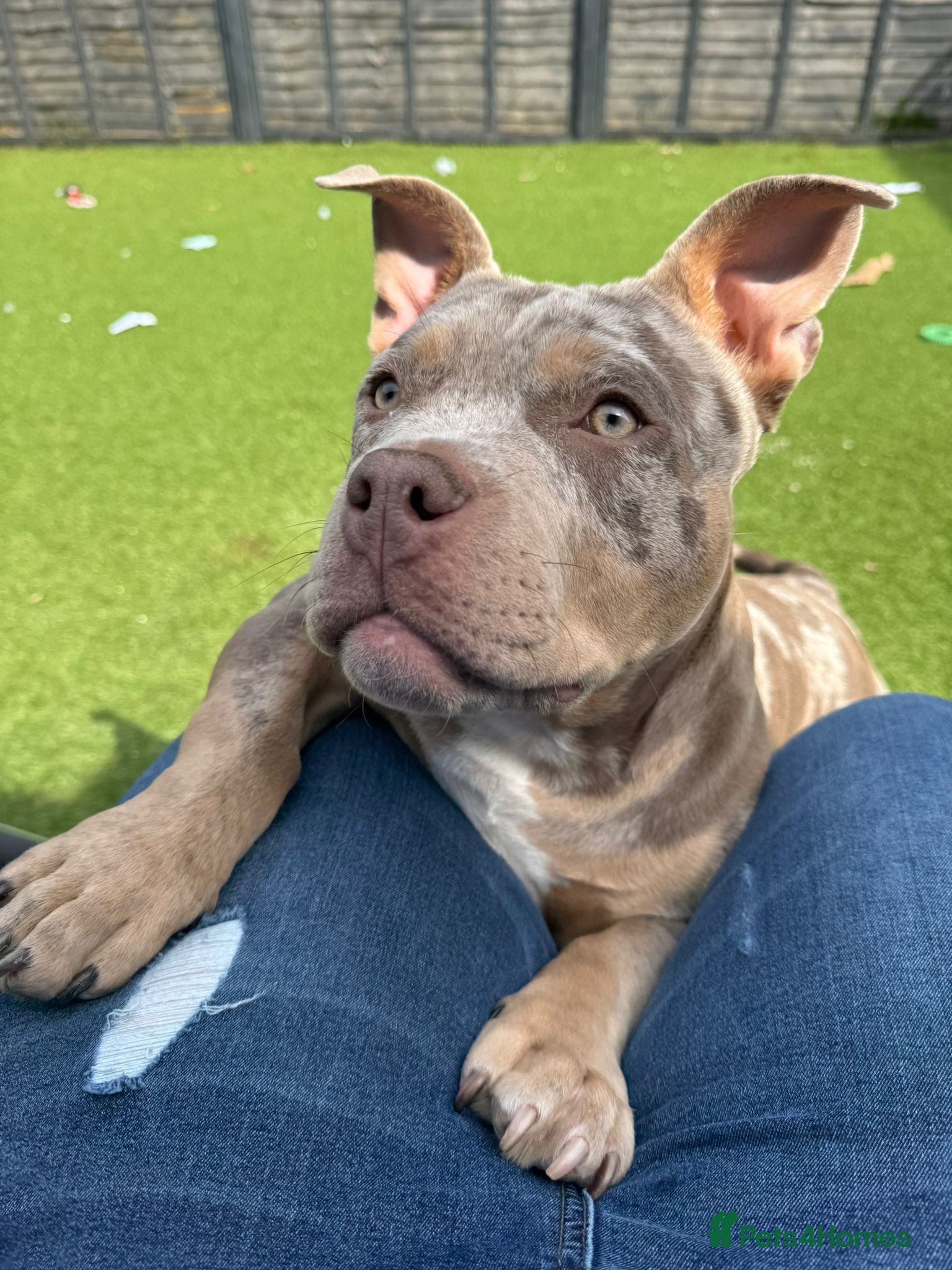 American Bully dogs Male pocket bully  - Advert 14