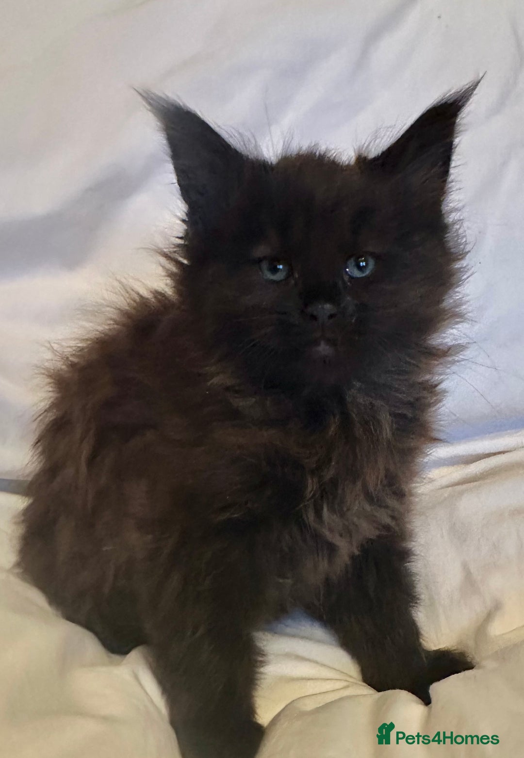 Maine Coon cats for sale: Tica Registered Maine Coon Girls  - Advert 3