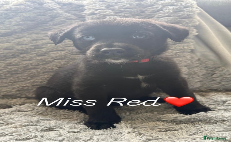 Mixed Breed dogs - Advert 8