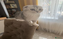 Scottish Fold cats for sale: Adorable Pure Scottish Fold Chinchilla Kittens in South Ockendon - Image 37