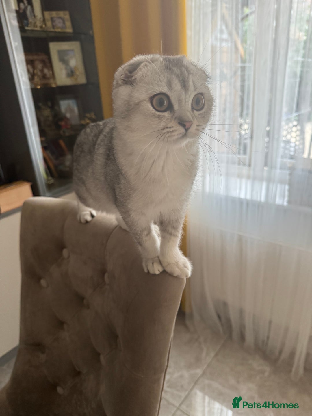 Scottish Fold cats for sale: Adorable Pure Scottish Fold Chinchilla Kittens in South Ockendon - Image 37