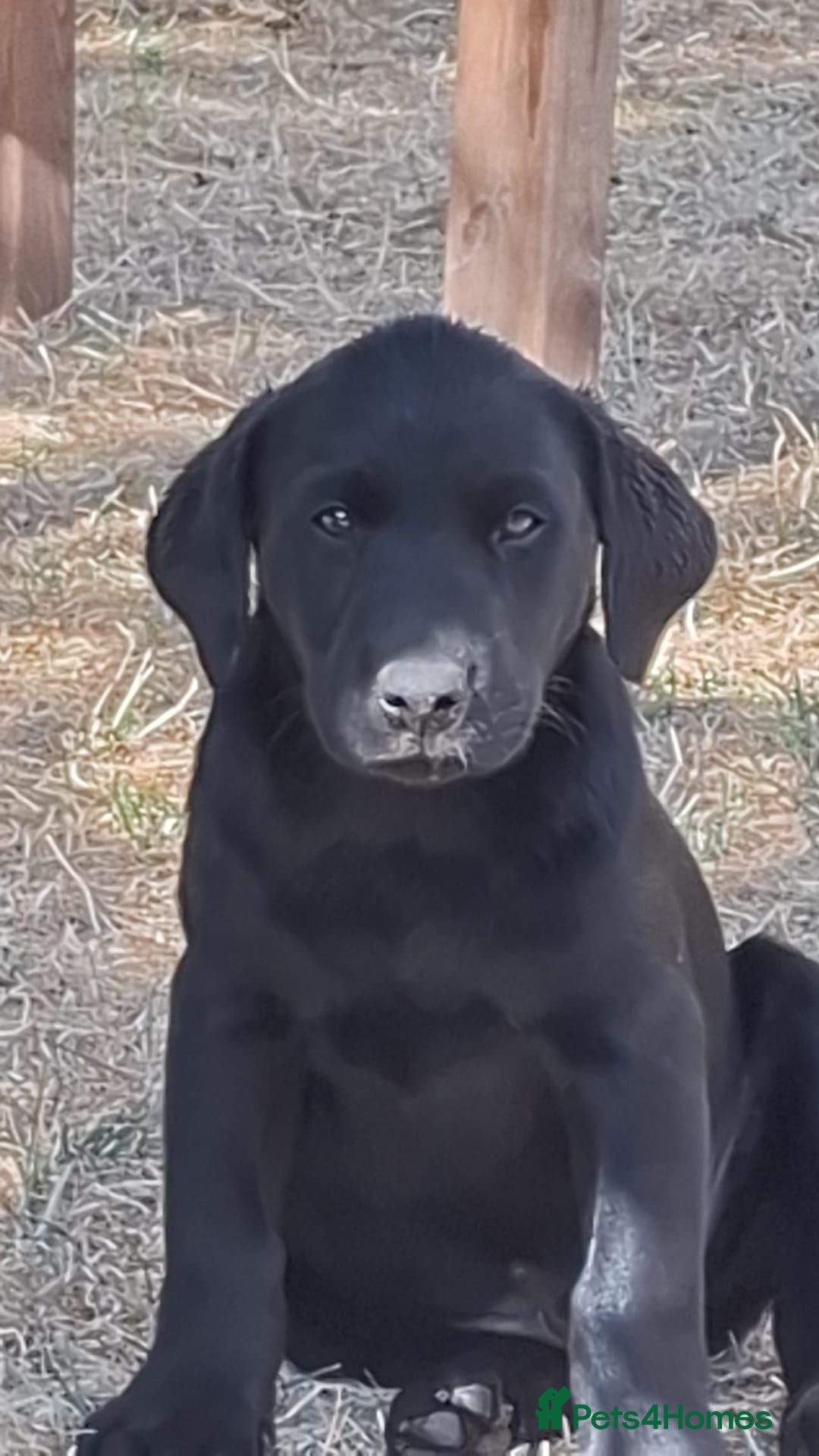 Labrador Retriever dogs KC registered Labrador puppies - Advert 1