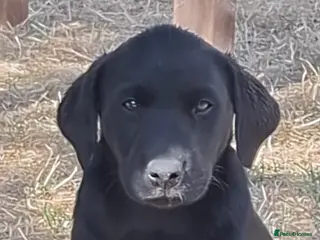 Labrador Retriever dogs KC registered Labrador puppies - Advert 1