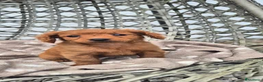 Golden Retriever 1