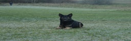 German Shepherd dogs for sale: KC Registered Working Line German Shepherd Puppies - Advert 4