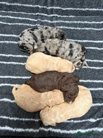 Cockapoo dogs Stunning F1B Cockapoos - Advert 1