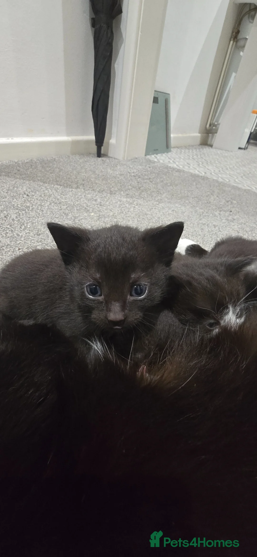 Mixed Breed cats for sale: Full black/brown male kitten  - Advert 4