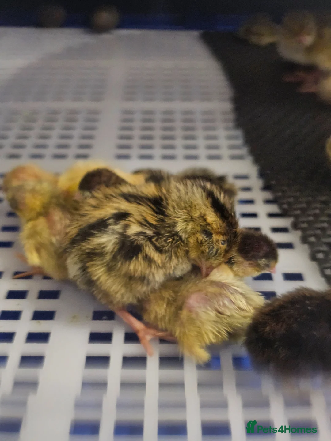 Quail poultry for sale: Coturnix (Japanese) Quail & Hatching Eggs - Advert 8