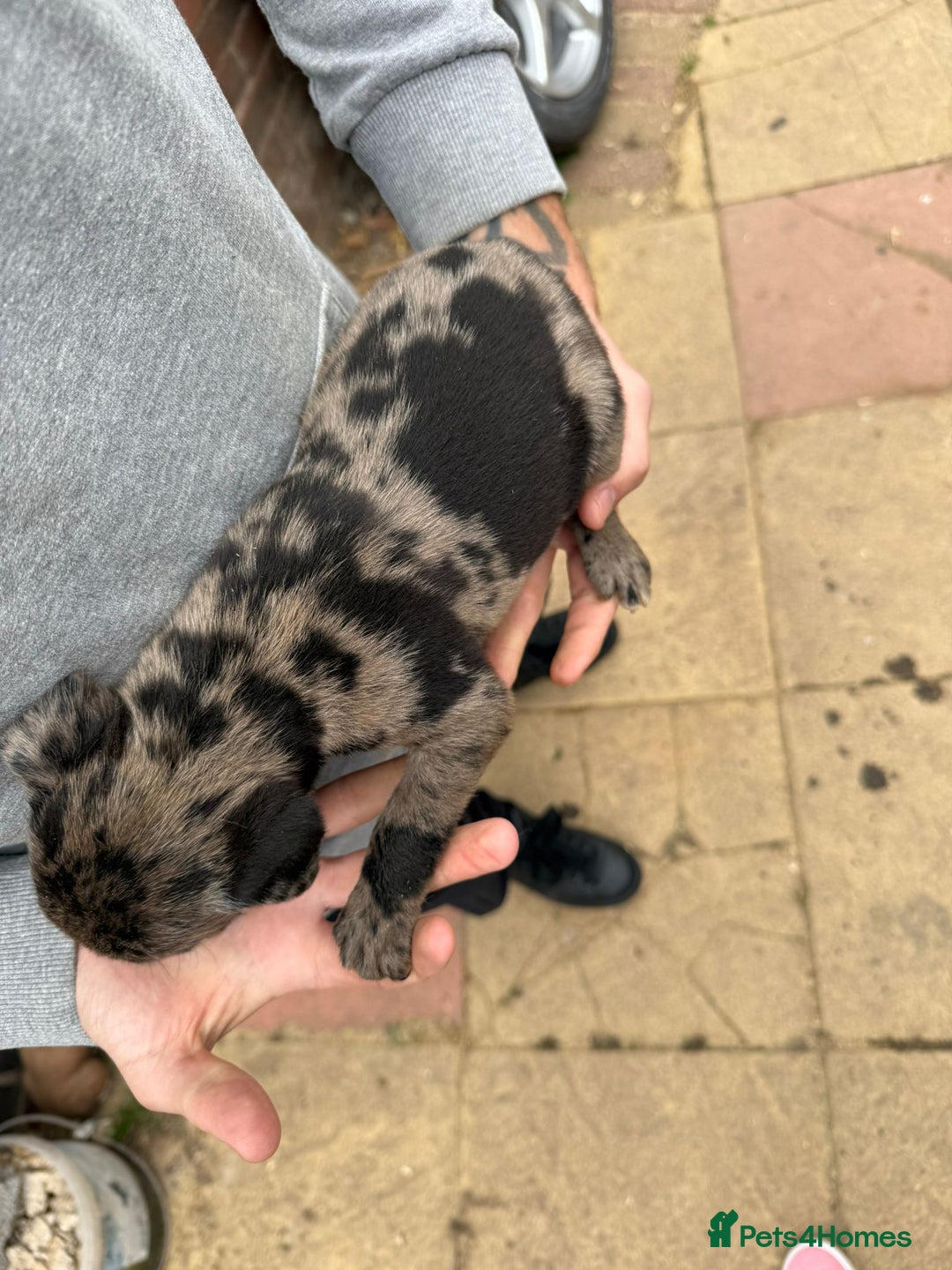 Mixed Breed dogs for sale: Outstanding quality litter of twelve pups - Image 10