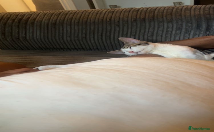 Domestic Shorthair cats - Advert 1