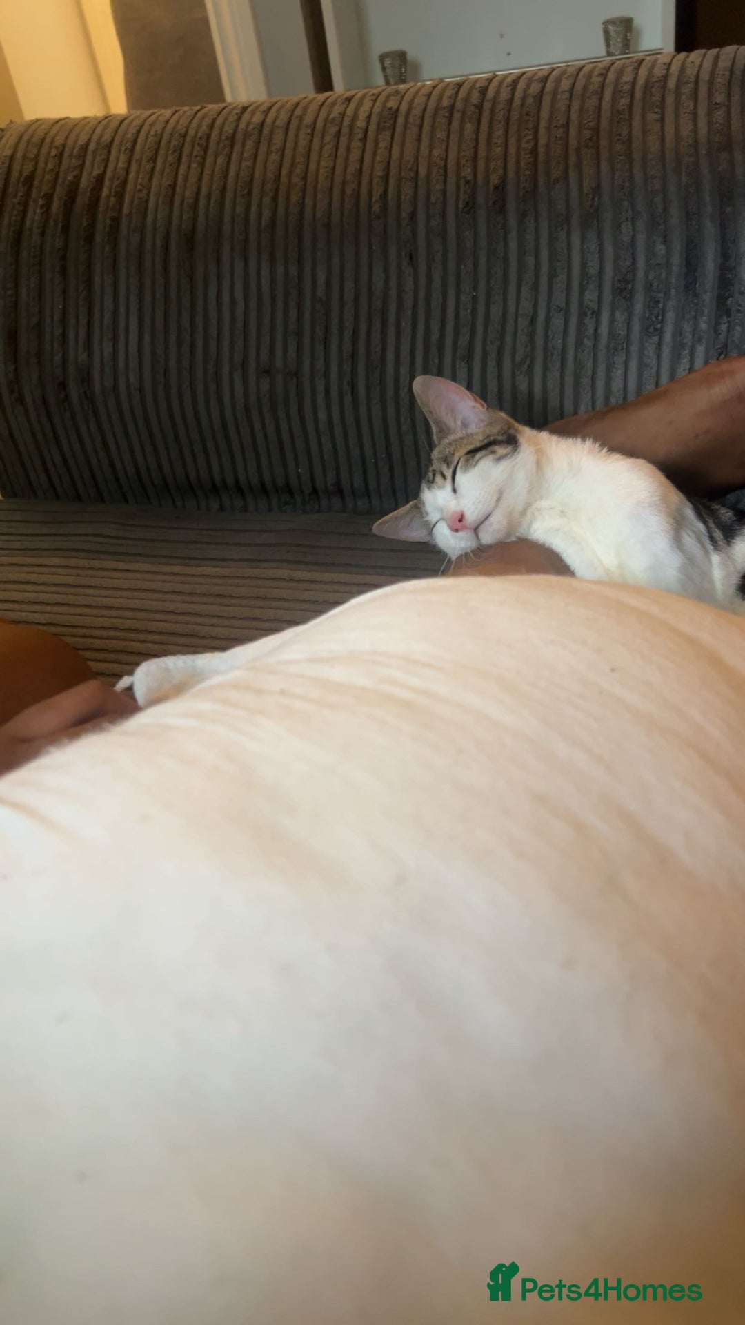 Domestic Shorthair cats for sale: Beautiful white tabby striped kitten  - Image 1