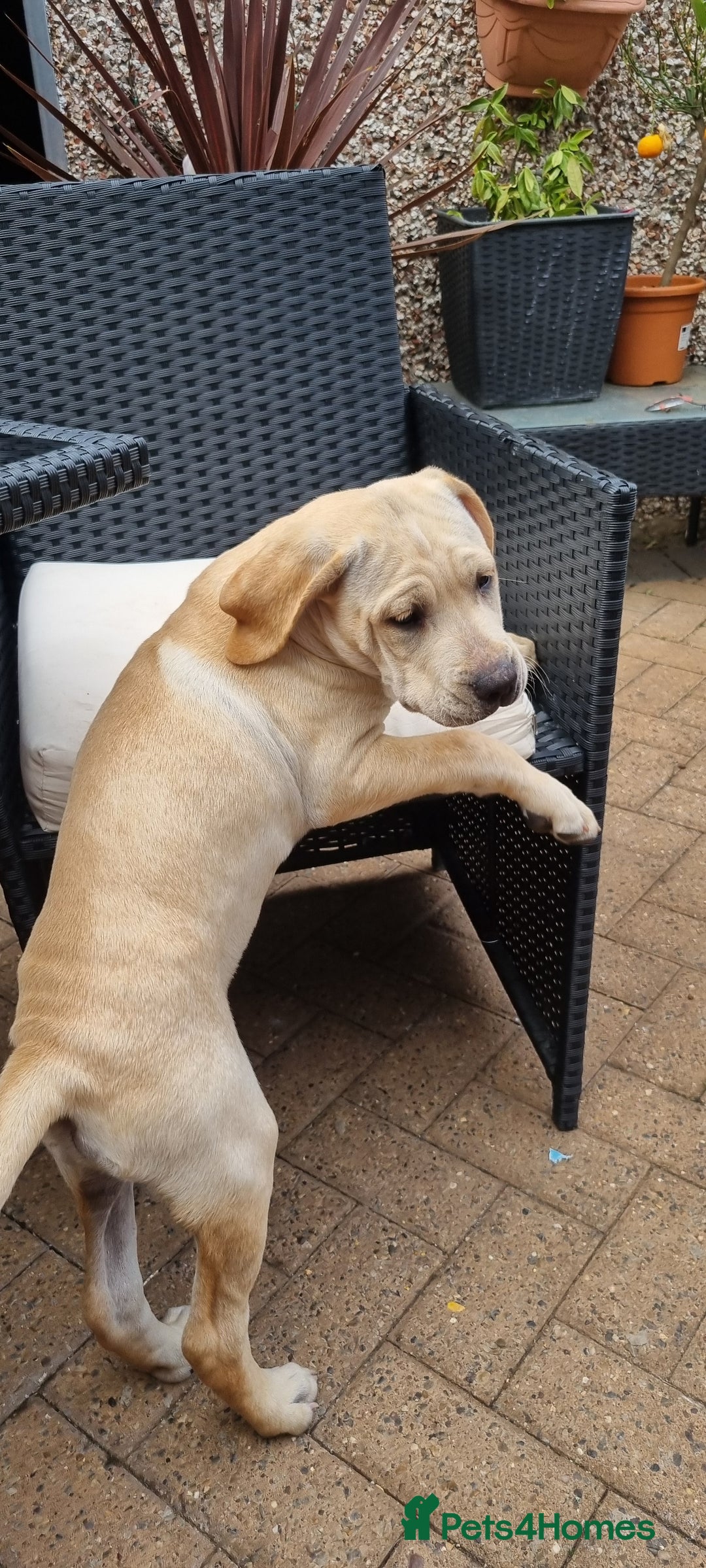 Mixed Breed dogs for sale: THE LAST BEAUTIFUL BOY–CaneCorso x Staffy puppies  - Image 14