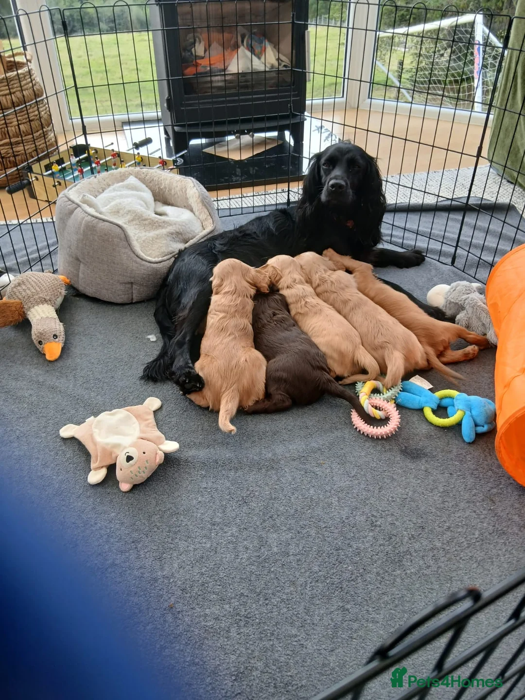 Sprocker dogs for sale: Sprocker × Cocker puppy - Advert 2