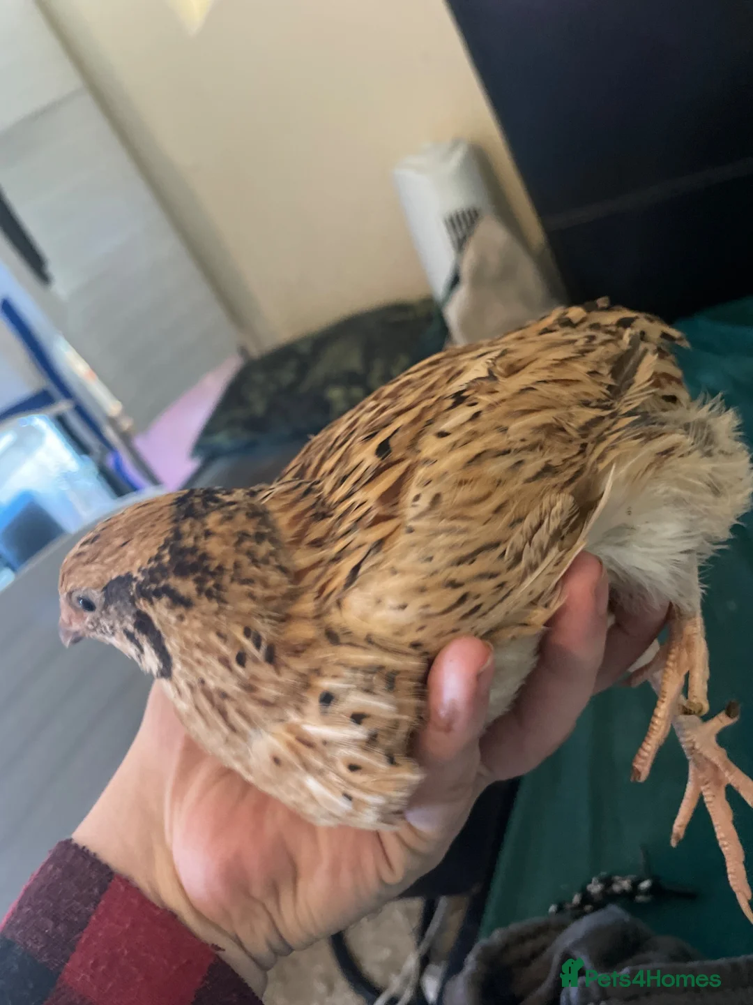 Quail poultry for sale: Two female jumbo quail  - Advert 1
