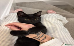 Domestic Shorthair cats for sale: Gorgeous 3 Month Old Kitten  - Image 3
