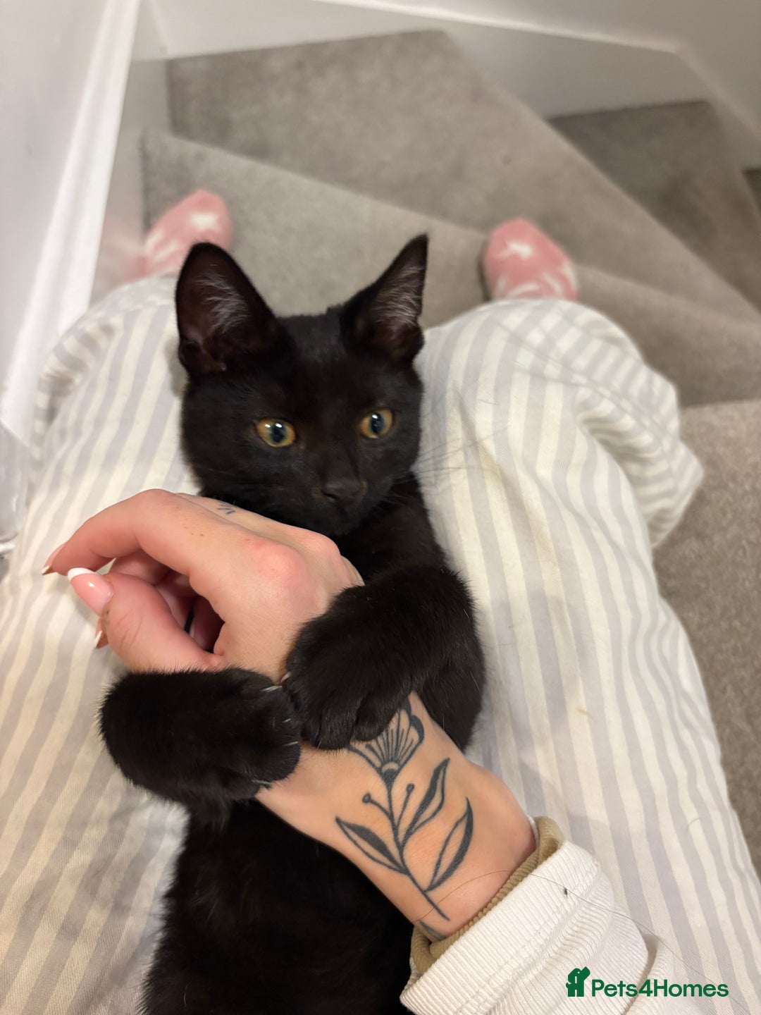 Domestic Shorthair cats for sale: Gorgeous 3 Month Old Kitten  - Image 3