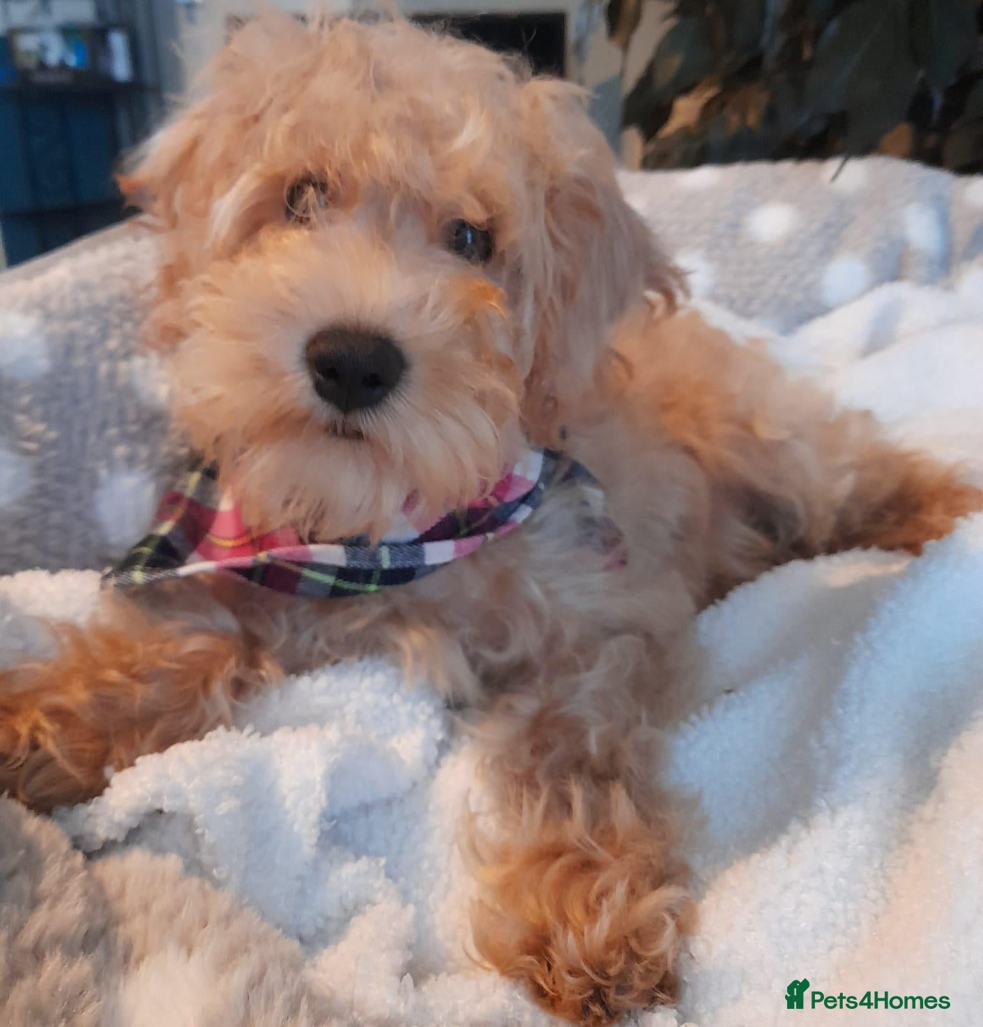 Schnoodle dogs Adorable Schnoodle puppies - Advert 2