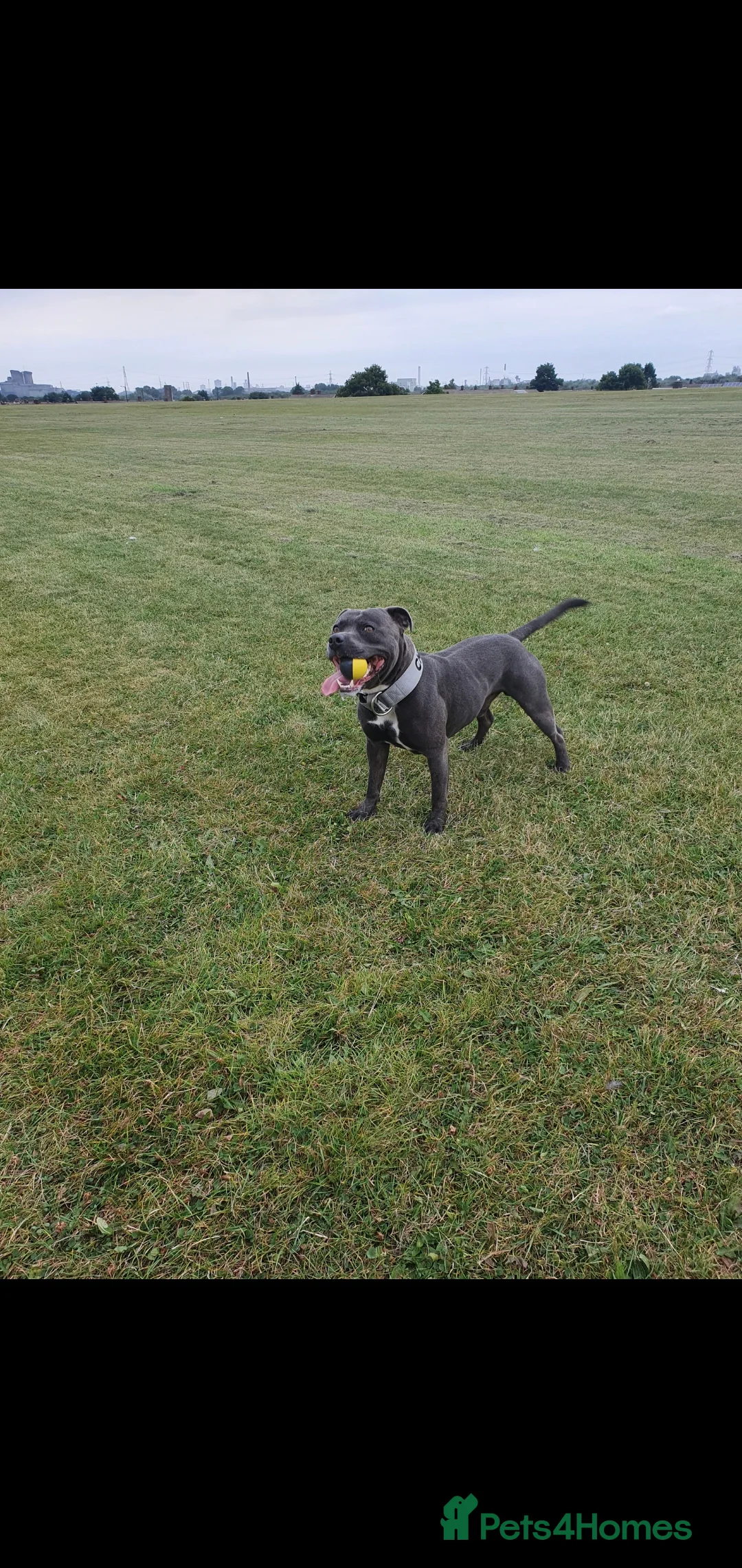 Staffordshire Bull Terrier dogs for stud: *PROVEN stud* Blue Staffordshire bull terrier in Middlesbrough - Advert 5