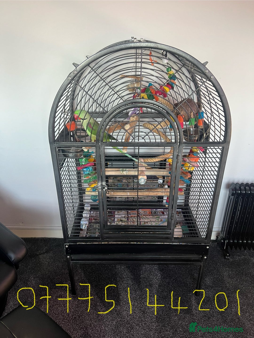 Parrots birds for sale: Male Alexandrian 1 year - Advert 1