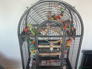 Parrots birds Male Alexandrian 1 year - Advert 1