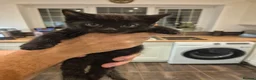 Mixed Breed cats for sale: Bouncy Kittens for Sale in Poole - Advert 6