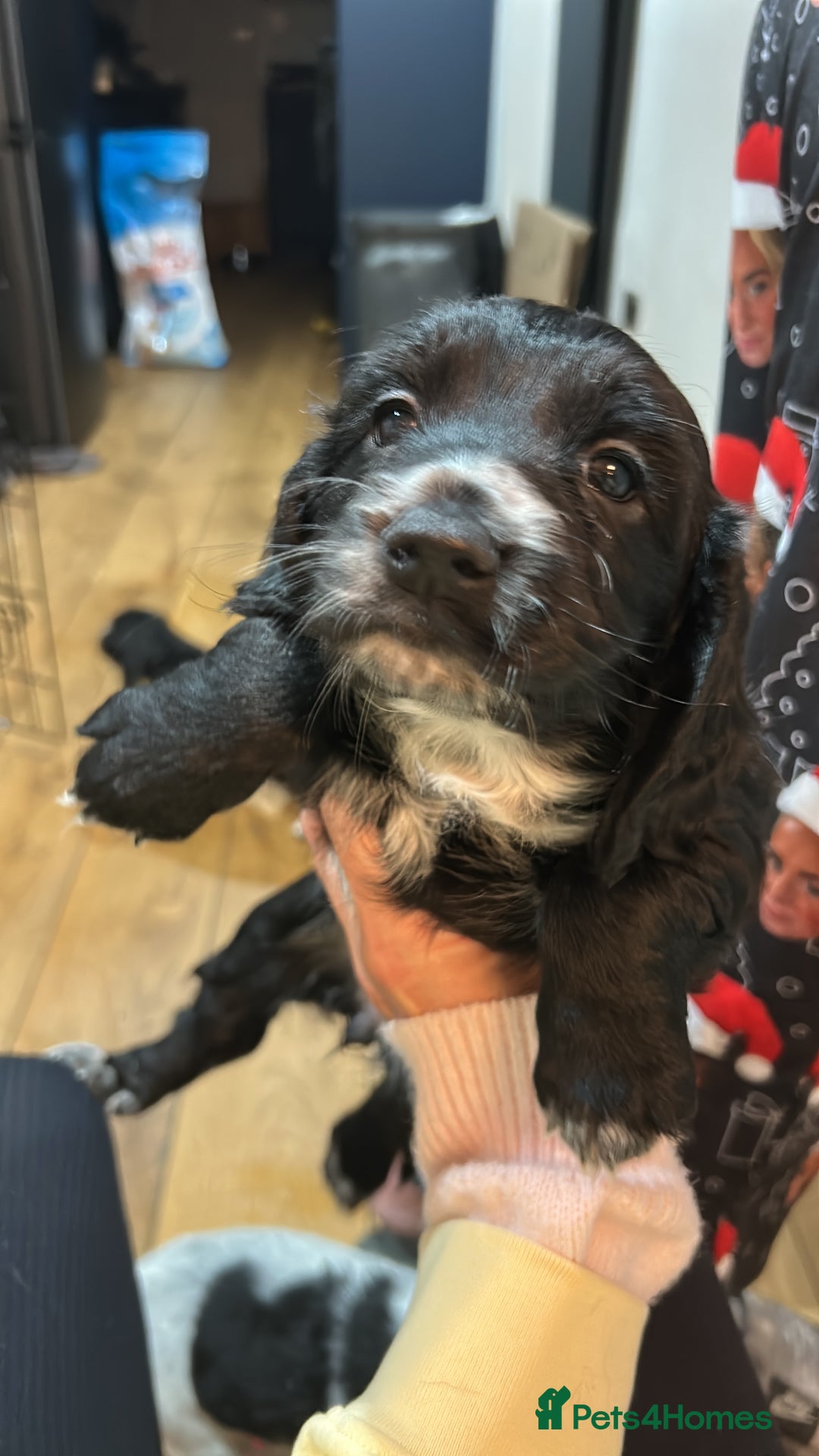 Cocker Spaniel dogs for sale: Beautiful Working Cocker Spaniel puppies - Advert 9