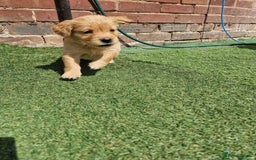 Golden Retriever dogs for sale: 10 Gorgeous Golden Retrievers 🐶❤️-Health & Hip ✅ - Image 9