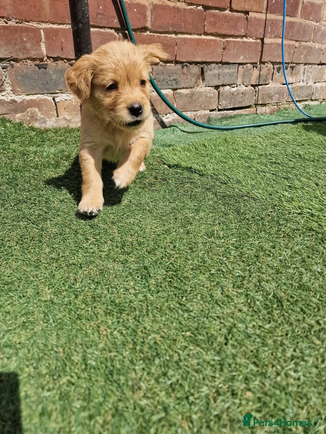 Golden Retriever dogs for sale: 10 Gorgeous Golden Retrievers 🐶❤️-Health & Hip ✅ - Image 9