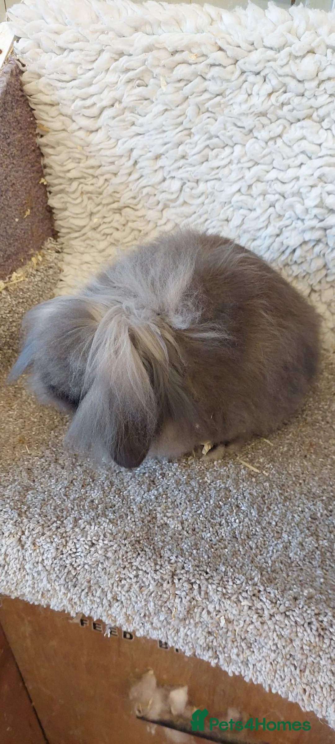 Mini Lion Lop rabbits for sale: Mini lionlop buck & doe  - Advert 2