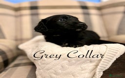 Standard Poodle dogs for stud: STUD DUTIES STANDARD POODLE  - Image 6