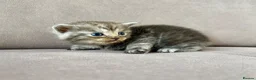 Mixed Breed cats for sale: 🐾✨ BEAUTIFUL FLUFFY PERSIAN-MIX KITTENS ✨🐾 - Advert 12