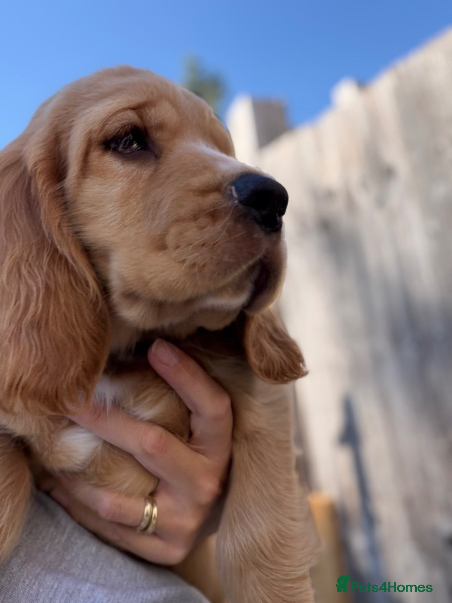 Cocker Spaniel dogs 🌟🌟🌟Beautiful English Gold Show Cocker Spaniel  - Advert 2