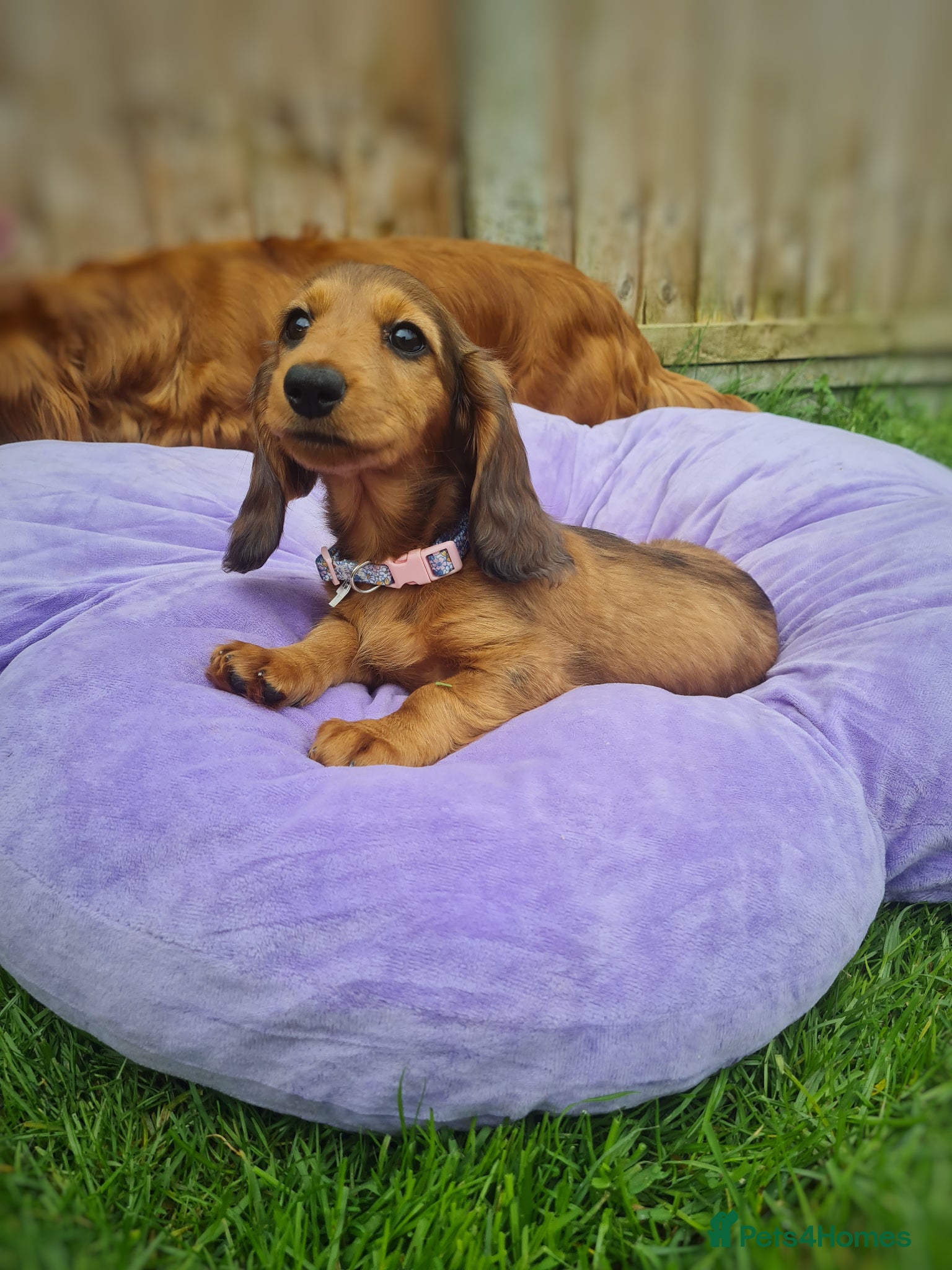 Miniature Dachshund dogs Mini Dachshund KC Reg LH Ready, champion pedigree - Advert 15