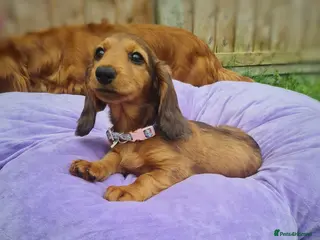 Miniature Dachshund dogs Mini Dachshund KC Reg LH Ready, champion pedigree - Advert 15