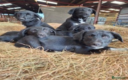 Borador dogs for sale: Labrador x Border Collie pups for sale - Image 2