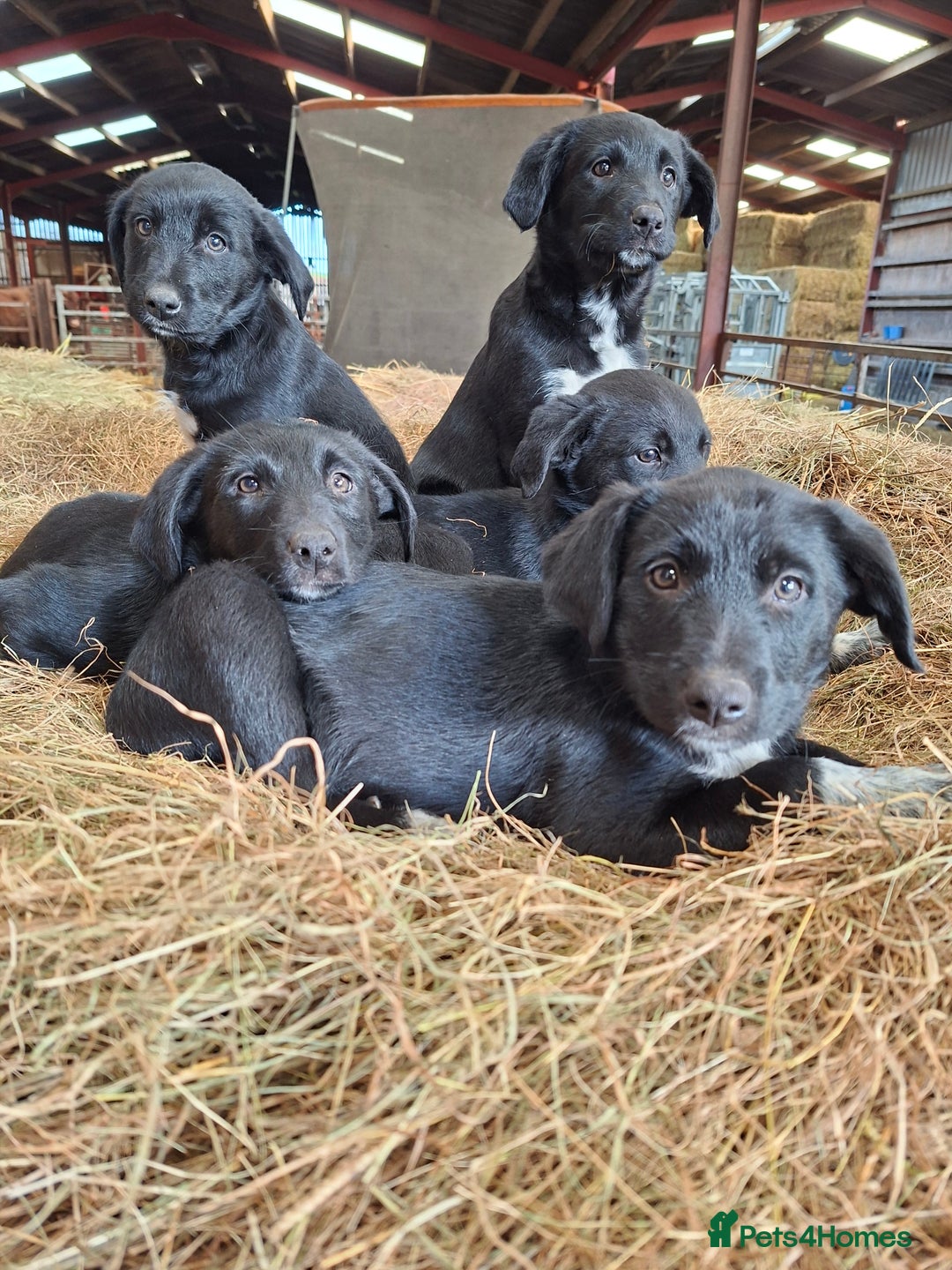 Borador dogs for sale: Labrador x Border Collie pups for sale - Image 2
