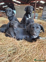 Borador dogs - Advert 13