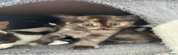 Ragdoll cats for sale: Beautiful cross Ragdoll kittens - Advert 31