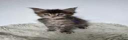 Maine Coon cats for sale: Superb quality Maine coon girls  - Advert 12