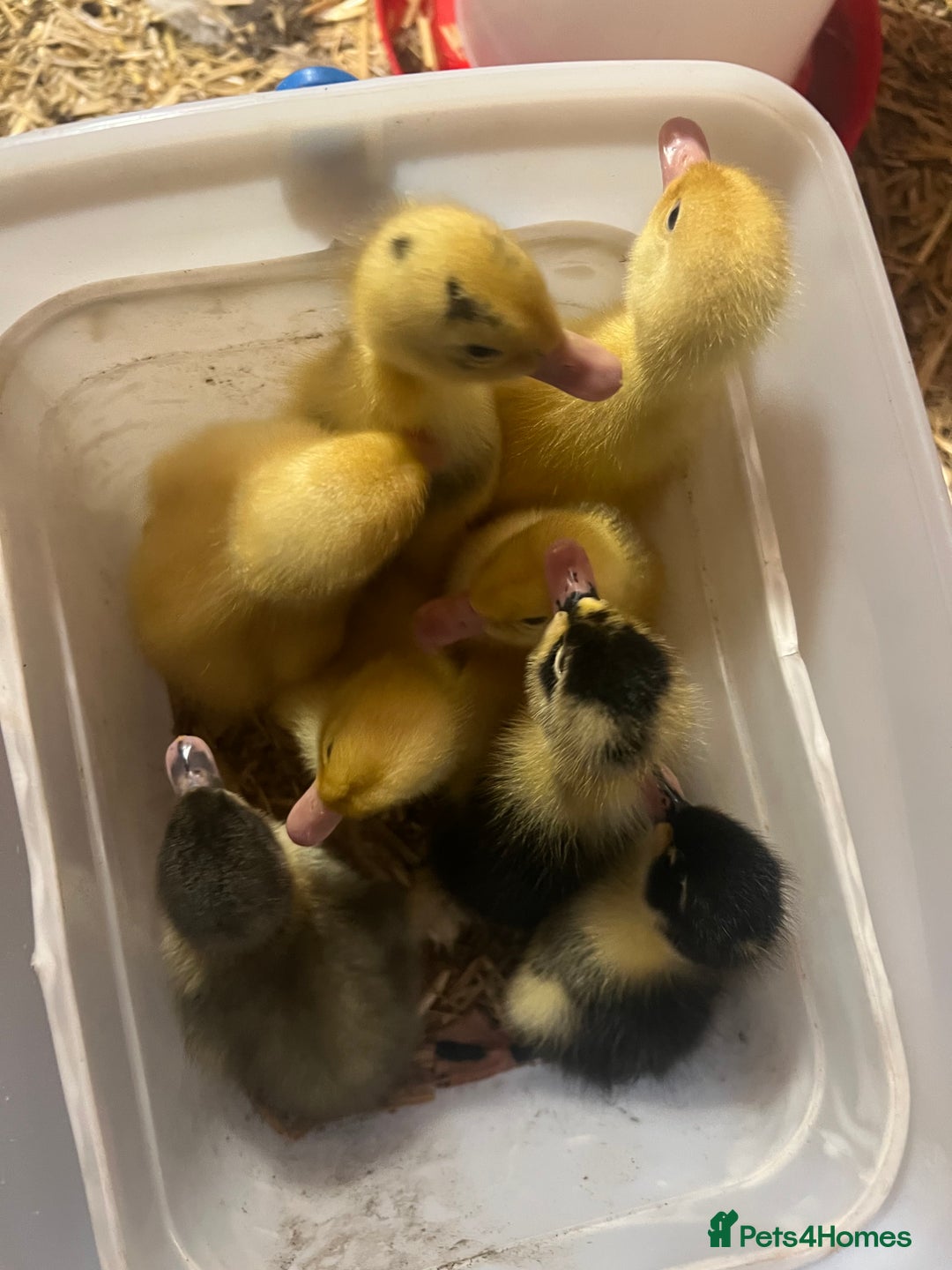 Ducks poultry for sale: 8 duckling for sale al hatched two days ago - Image 3