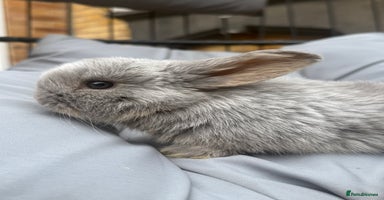 Mini Lop rabbits - Advert 12