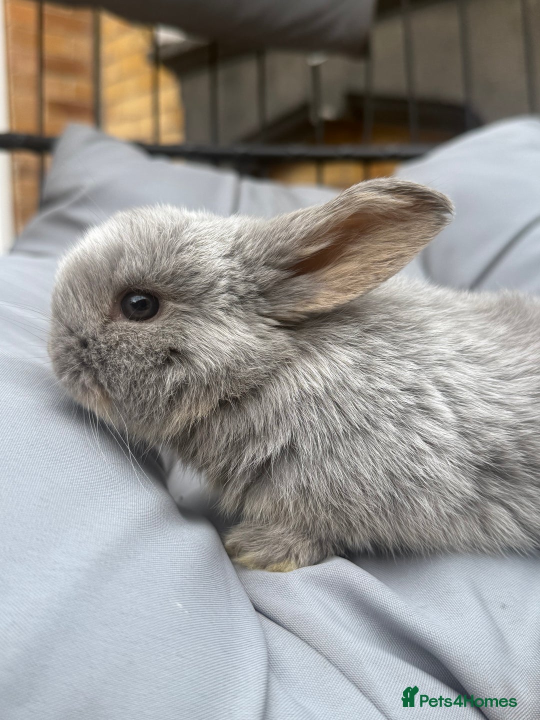 Mini Lop rabbits for sale: Stunning pure bred mini lop babies  - Image 3