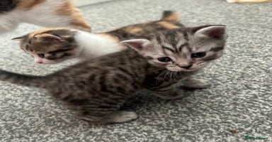 Mixed Breed cats - Advert 8