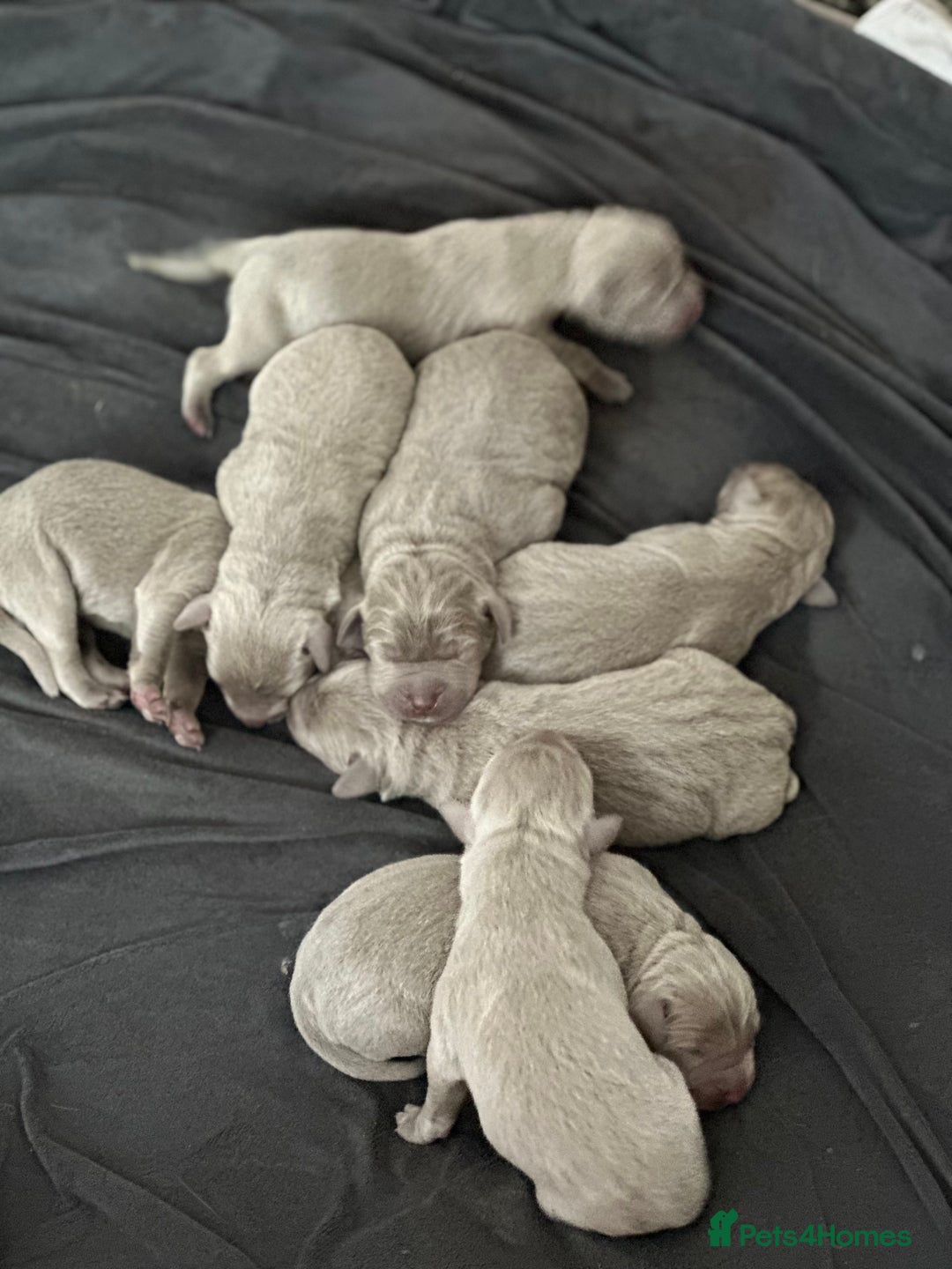 Labrador Retriever dogs for sale: 5 silver Labrador boys, Hackney - Image 12
